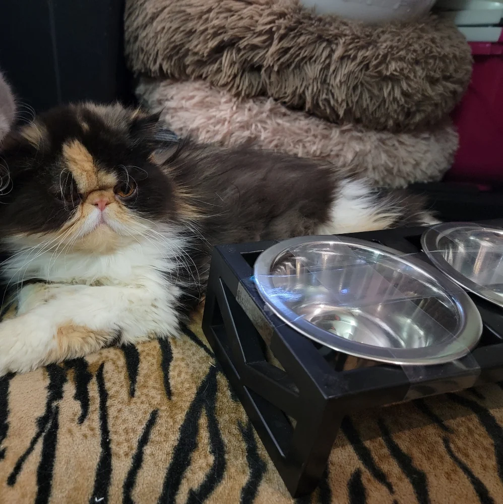 Stainless Steel Raised Double Cat Dog Bowl Set Sz Small